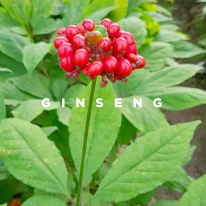 Benefits of Ginseng