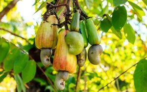 Cashew Nuts