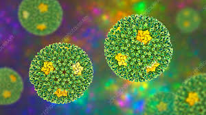 Reovirus