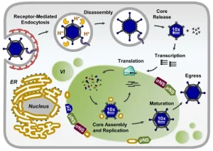 Reovirus