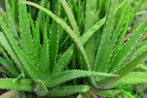 Aloe Socotrina